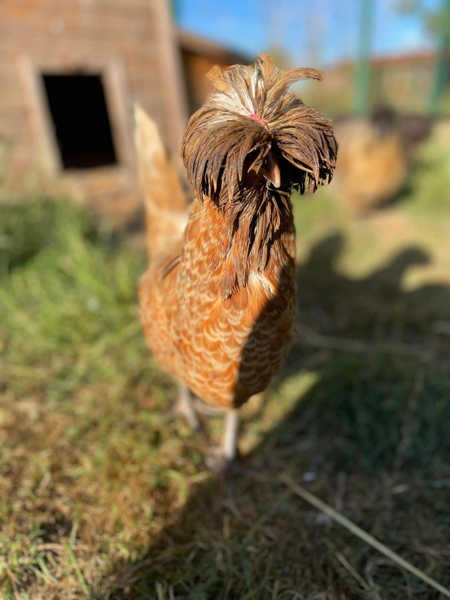 La Ferme Du Paradis Merris Екстериор снимка