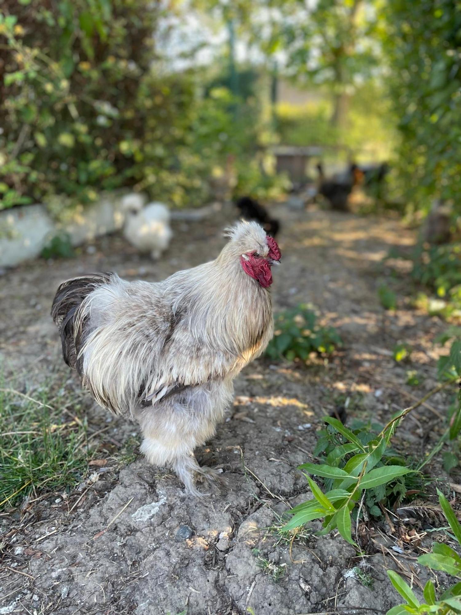 La Ferme Du Paradis Merris Екстериор снимка