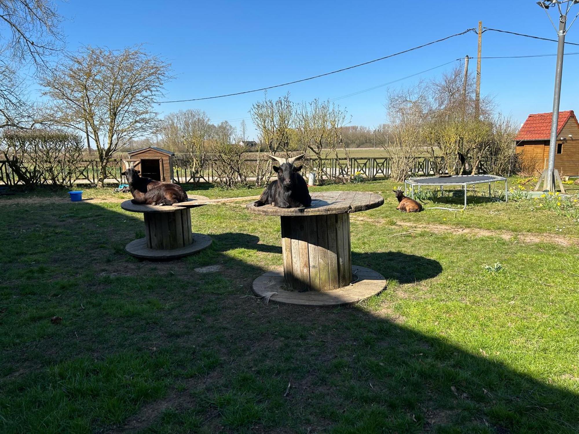 La Ferme Du Paradis Merris Екстериор снимка